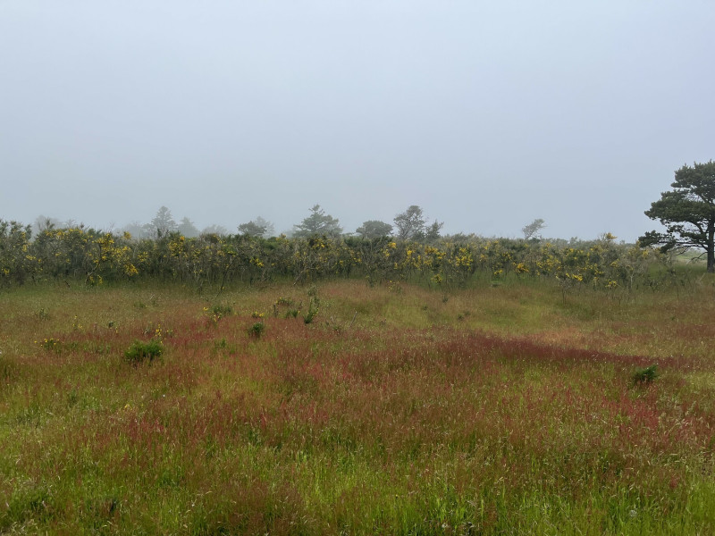 Küstengras