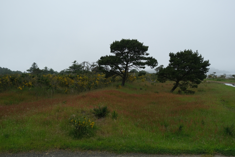 Küstenvegetation