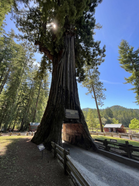 Chandelier Tree