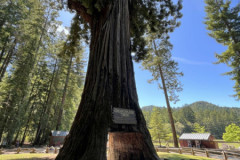Chandelier Tree