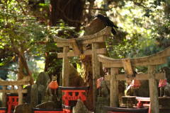 Fuchsskulpturen und Rabe