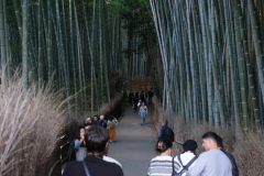 Bambuswald am Stadtrand