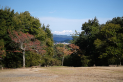 Park neben Bambuswald