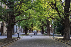 Ginkoallee Uni Tokyo