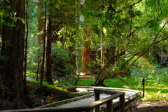 Holzpfad mit mehr Sonne