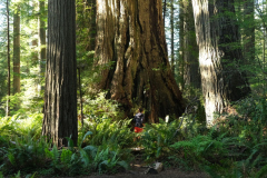 Zu kurzer Selbstauslöser