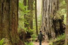 Waldläufer unter Ents