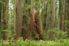 Künftiger Feenring?