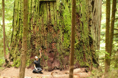 Das abgeschnittene Schild sagt "Boyscout Tree"