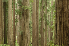 Wald vor lauter Bäumen