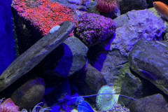 Hummer und Anemonen