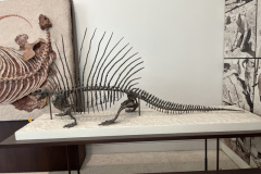 Dimetrodon (albern aussehender Säugetiervorfahr)