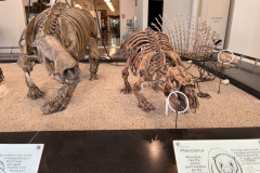 Beuteltiergebisszeiger