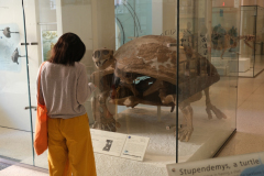 Atreju und die uralte Morla