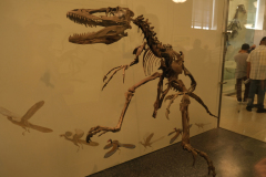 Vögel sind Dinosaurier!