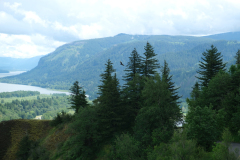 Columbia River Gorge und Douglasien
