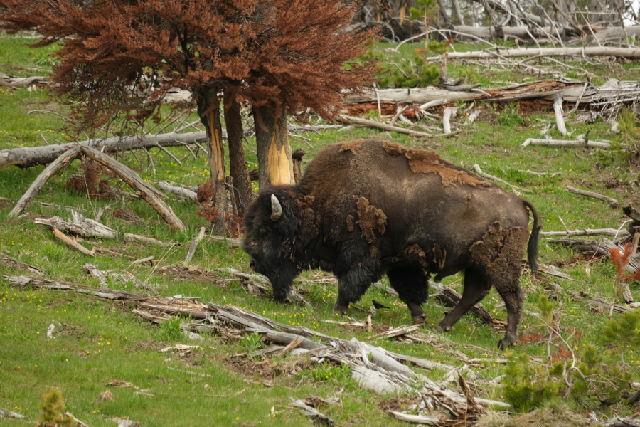 Bison