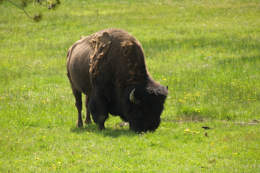 Bison