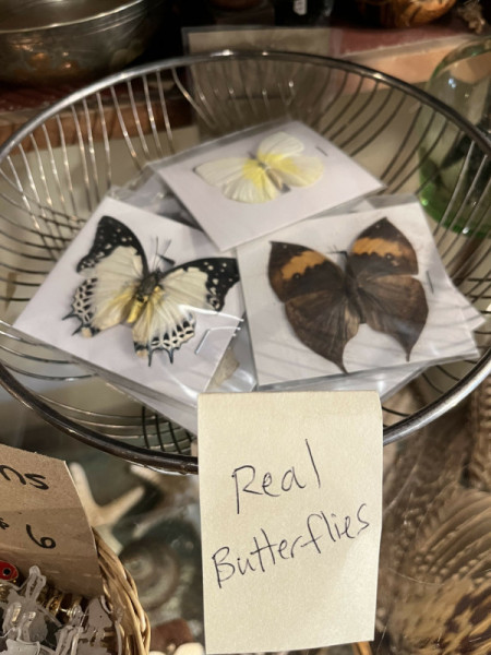 Schmetterlingsleichen