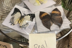 Schmetterlingsleichen